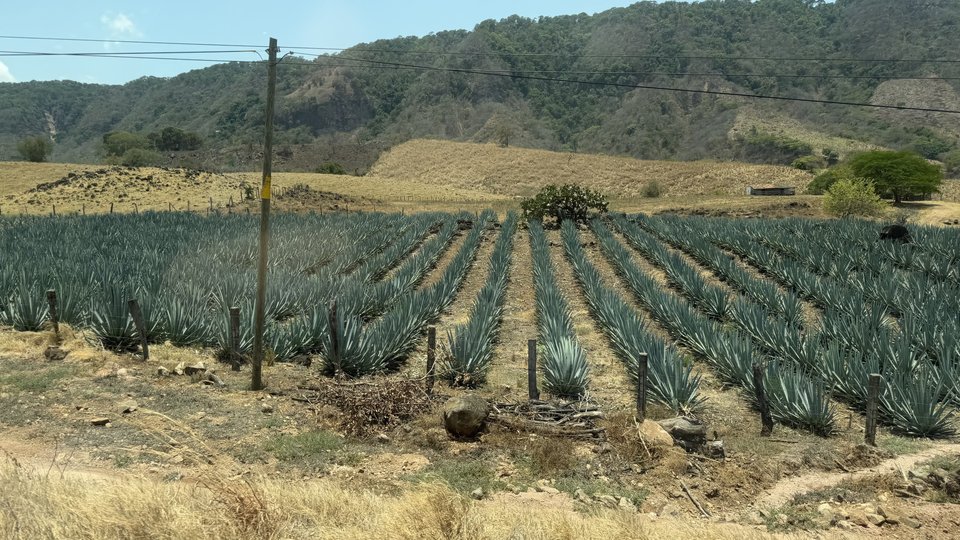 Rows of blue agave plants growing in a dry field with a wooden utility pole, brown grassy hills and forested mountains in the background under a pale blue sky.