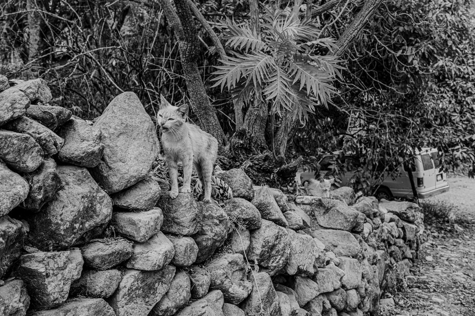 Black and white photo of a cat standing on a rough stone wall surrounded by tropical plants and trees, with a van parked on a path in the background.