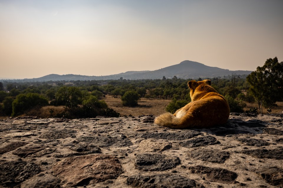 A reddish-brown dog lying on weathered stone with its back to the camera, looking out over a landscape of trees and fields with mountains and a hazy sky in the background.