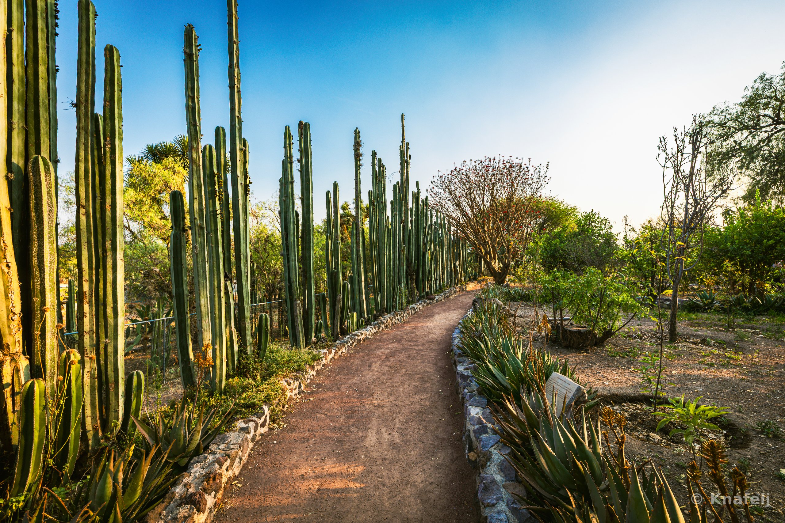 A reddish dirt path bordered by stone edging cuts through a garden filled with tall columnar cacti on the left and agave plants on the right, with trees and a blue sky in the background.