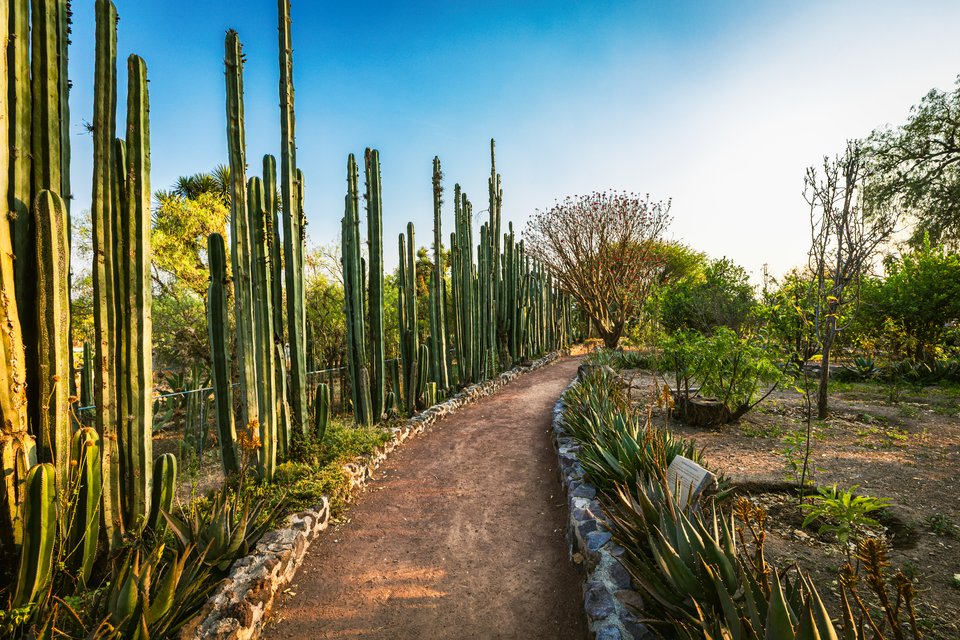A reddish dirt path bordered by stone edging cuts through a garden filled with tall columnar cacti on the left and agave plants on the right, with trees and a blue sky in the background.