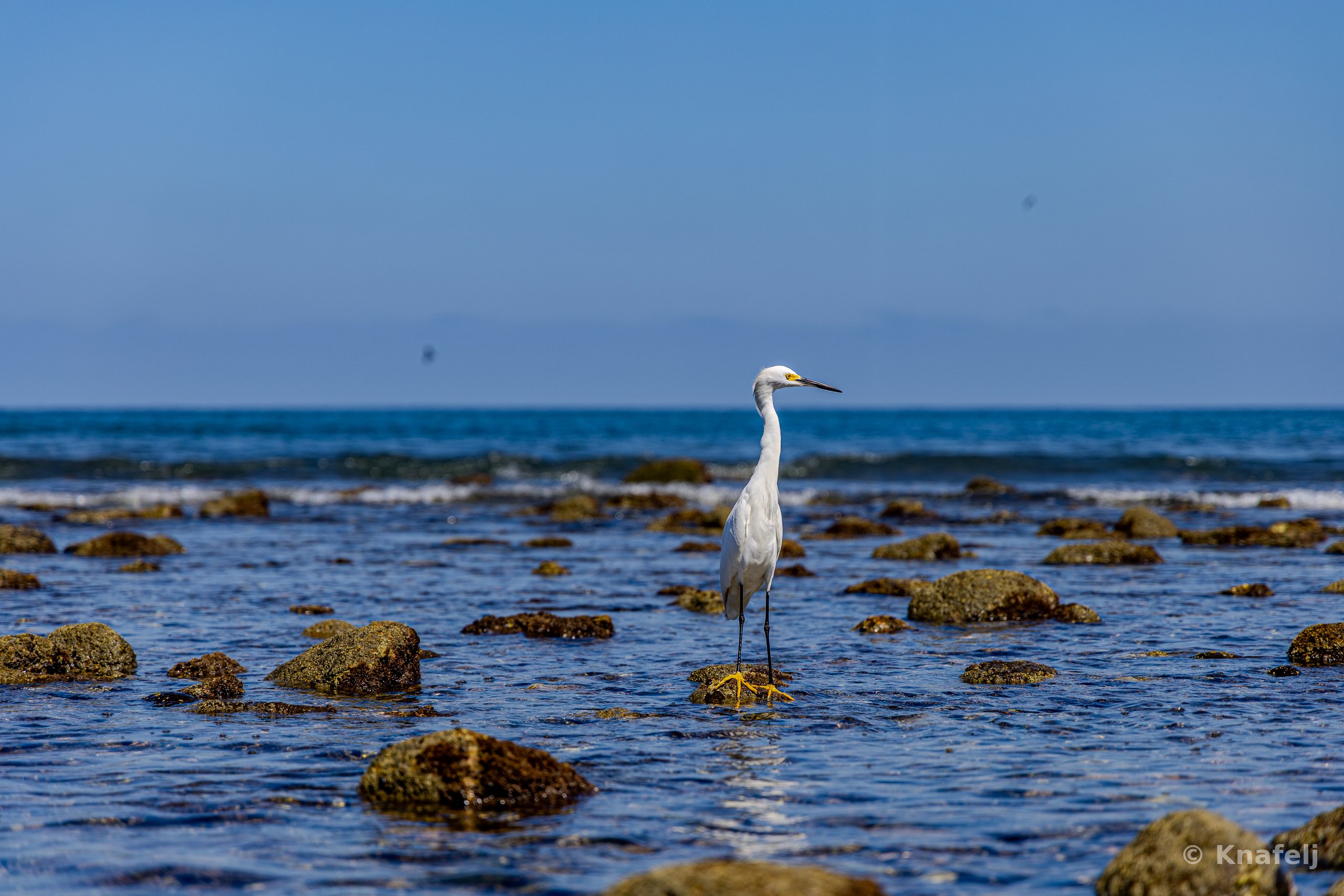 A white egret with yellow feet standing on a rock in shallow coastal water, surrounded by rocks covered in marine growth, with the sea and blue sky in the background.