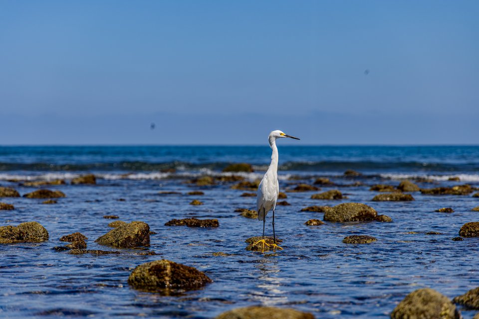 A white egret with yellow feet standing on a rock in shallow coastal water, surrounded by rocks covered in marine growth, with the sea and blue sky in the background.